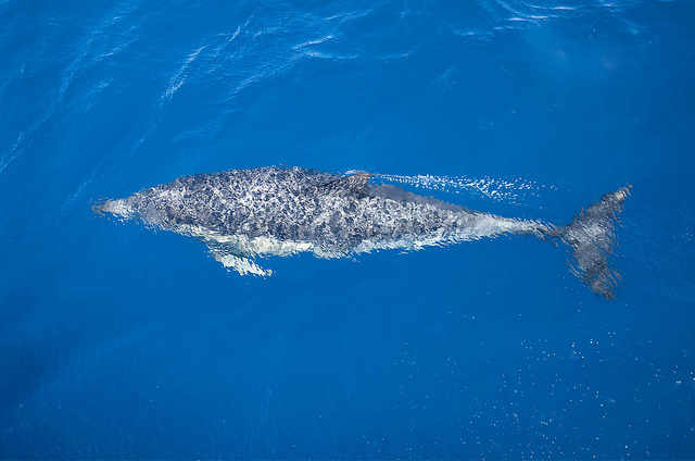 dolphin04