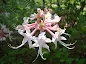 Rhododendron canescens - Piedmont azalea - Mountain azalea care and culture