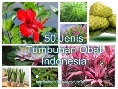50 Jenis Tumbuhan Obat Indonesia