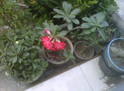 +Gambar bonsai kamboja jepang yang indah