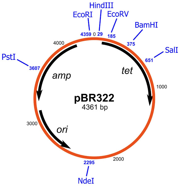 Imagen 239A | Una representación esquemática del vector pBR322 con los sitios de limitación indicados en azul. | Ayacop (+ Yikrazuul) / Public domain | Page URL : (https://commons.wikimedia.org/wiki/File:PBR322.svg) from Wikimedia Commons