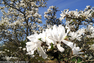 magnolia, magnolior, blomma, blommor, vår, vårblomma
