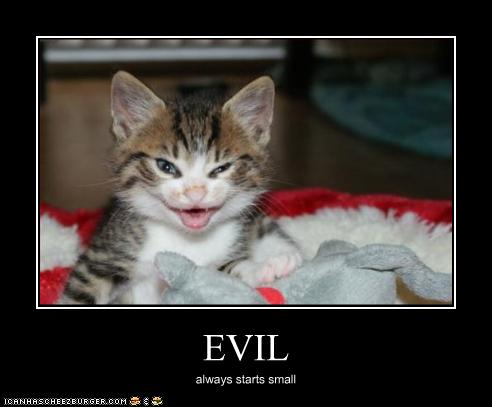 funny-pictures-kitten-is-evil%5B1%5D.jpg