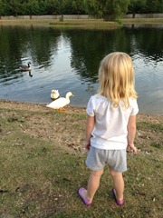 ducks