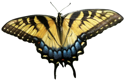 mariposa