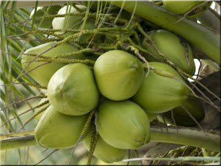 Coconut Fruit (Scientific name is Cocos nucifera)