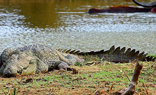 Big crocodile sun bathing in the Yala national park