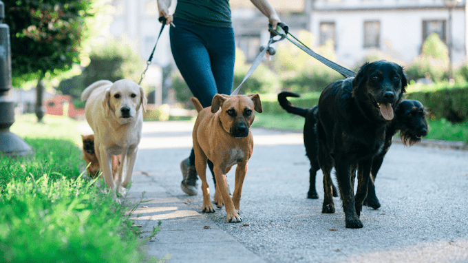 Dog Walking Business