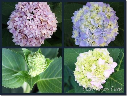 hydrangea_collage