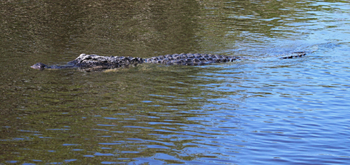 Airboats Florida Everglades Airboating