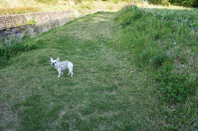 フレンチブルドッグのフジ 犬と泊まれる宿「暖だん」の遊歩道でまだ？とせがむ