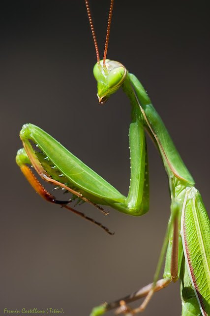 Mantis verde