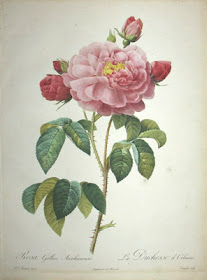 Rosa gallica aurelianensis by Pierre Joseph Redoute