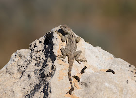 Starred Agama - Cyprus