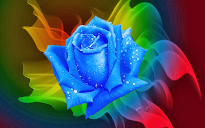 Blue-Rose-Wallpaper-background