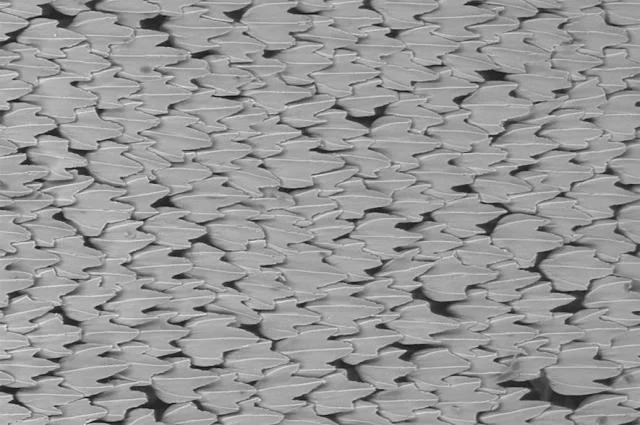 Scales of sharks have excellent aerodynamics