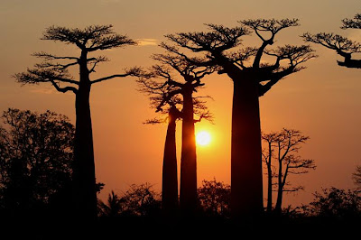 Baobab tramonto