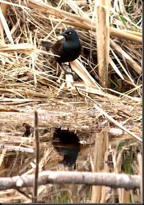 Grackle by the water 5x7