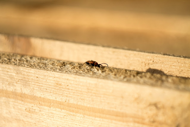 A termite on a wooden board.