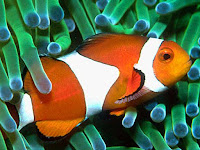 Clown Fish Animal Pictures