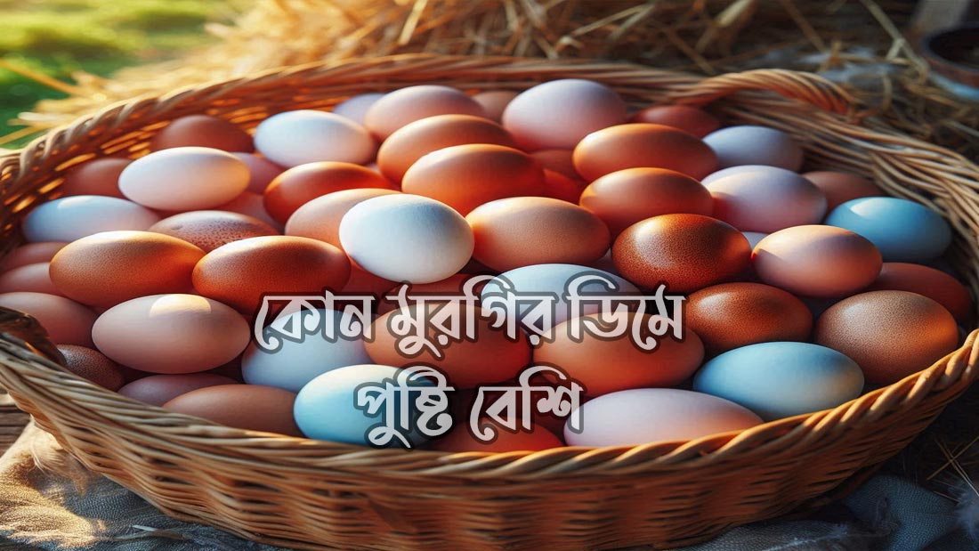 কোন মুরগির ডিমে পুষ্টি বেশি