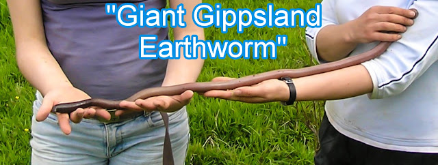 Largest Earthworm "Giant Gippsland Earthworm"