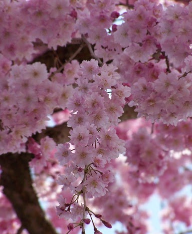  Bunga  Sakura  Koleksi Gambar  Bunga  Sakura  Gambar  Pokok 