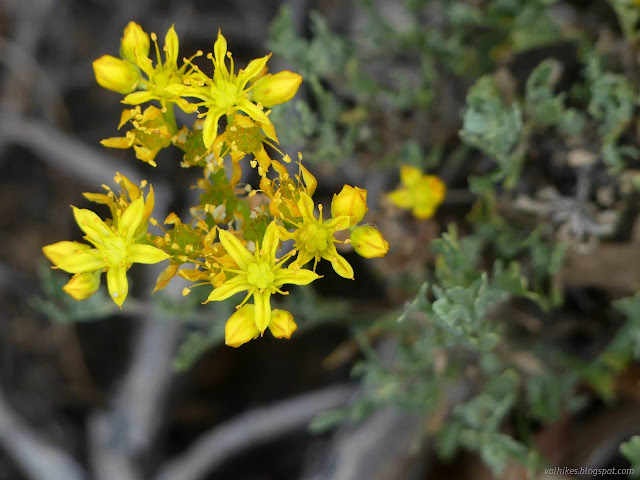 19: yellow flowers and sage brush leaves