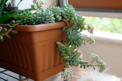 Sedum clavatum - Tiscalatengo Gorge Sedum care and culture