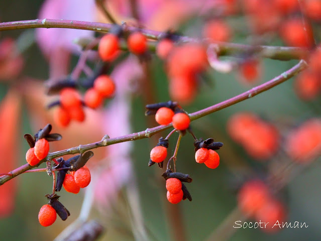 Euonymus alatus