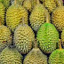 Manfaat Durian untuk Kesehatan: 7 Alasan Mengapa Buah Durian Patut Anda Coba