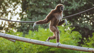 A gibbon.