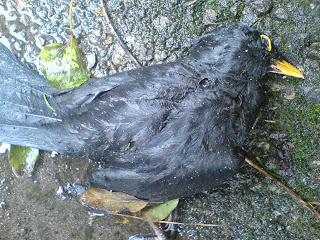 Dead blackbird in gutter, wet with rain.