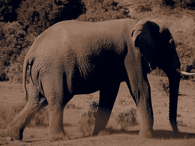 Afrique du sud, Addo Elephant park, éléphant, de grands chemins