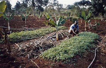 What are the main problems of agriculture sector? suggest remedies or What are the causes of low agriculture productivity