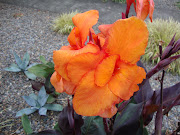 The Cannas in the front garden are even in the Halloween spirit, .