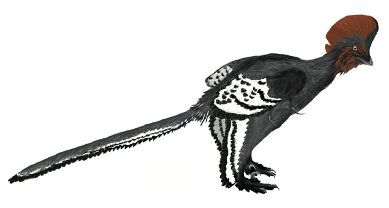 Anchiornis es un género de pequeños dinosaurios paravianos de cuatro alas, con una sola especie conocida, la especie tipo Anchiornis huxleyi, llamada así por su similitud con las aves modernas. El nombre latino Anchiornis deriva de una palabra griega que significa "casi pájaro ", y huxleyi se refiere a Thomas Henry Huxley, un contemporáneo de Charles Darwin.