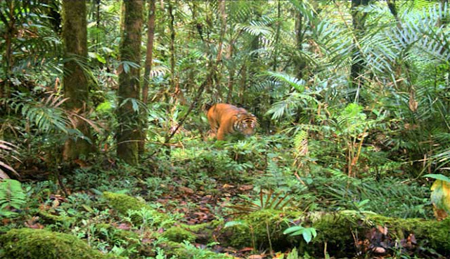 HARIMAU SUMATRA