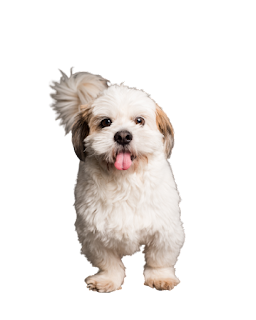 Cute Dogs and Puppies PNG Clipart Transparent Background