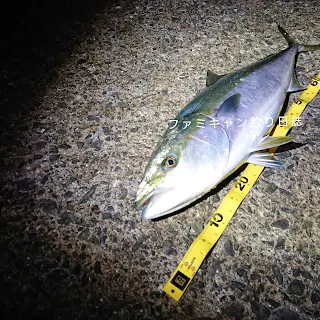 泳がせ釣りで釣ったブリ