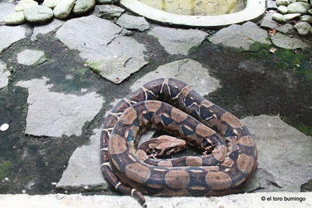 manila zoo 14