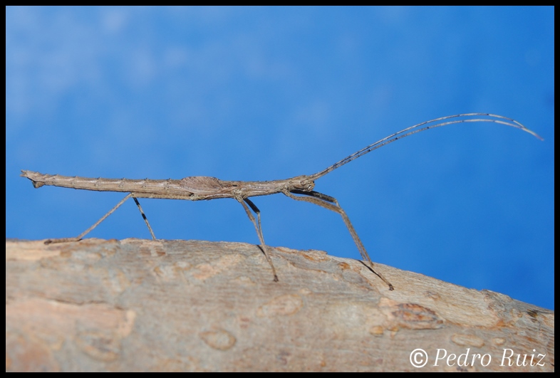 Ninfa macho L4 de Pseudophasma velutinum, 3,5 cm de longitud