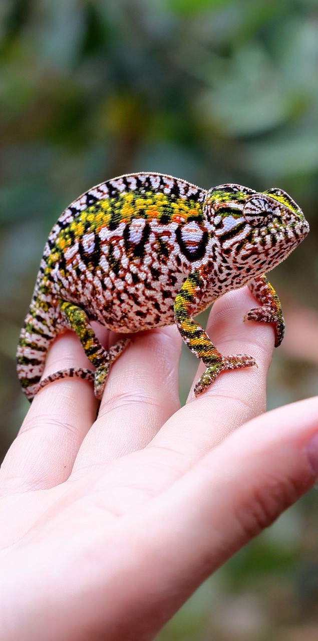 Chameleon from Madagascar-Wow! amazing pattern