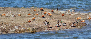 Vörös ásólúd - Ruddy Shelduck - Rostgans - Tadorna ferruginea