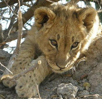 Cute Wild Baby Animal