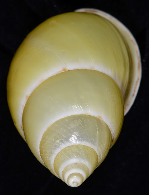 Amphidromus ristiae 42.83mm