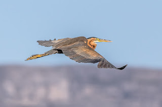 Purple Heron in Flight - Woodbridge Island, Cape Town