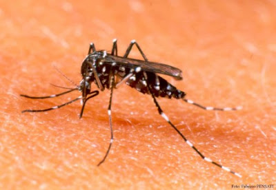 Aedes Aegypt - Muito mais que um simples mosquito