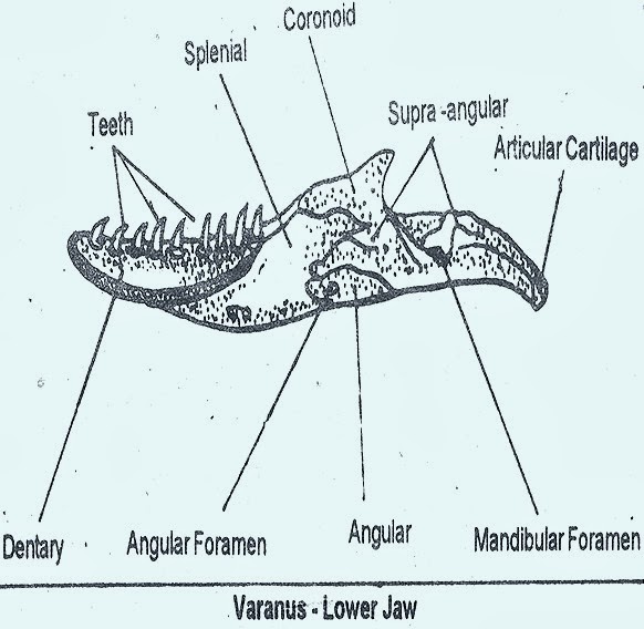 skull-lizard-lower-jaw