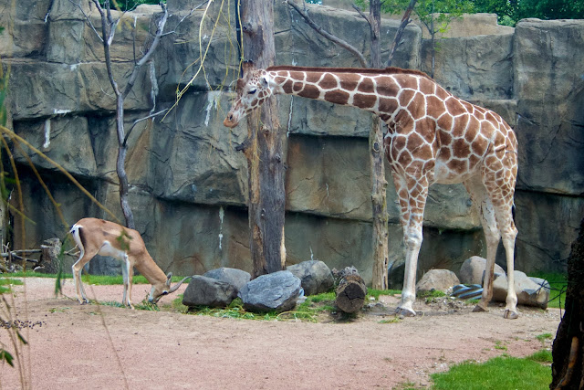 Gazelle and giraffe. Tammy Sue Allen Photography - Lincoln Park Zoo, Chicago.